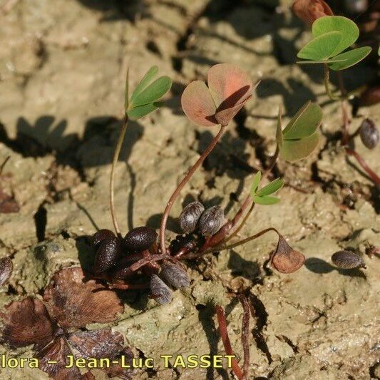 Marsilea quadrifolia Yeri