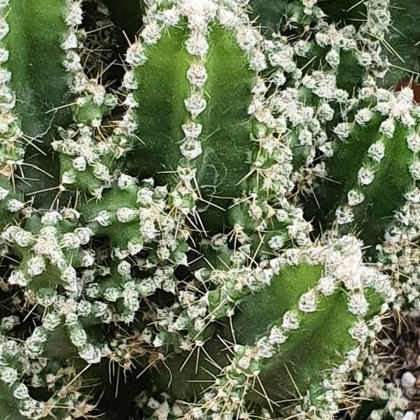 Acanthocereus tetragonus Habit