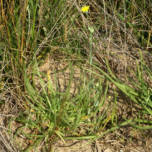 Blackstonia imperfoliata Habitus