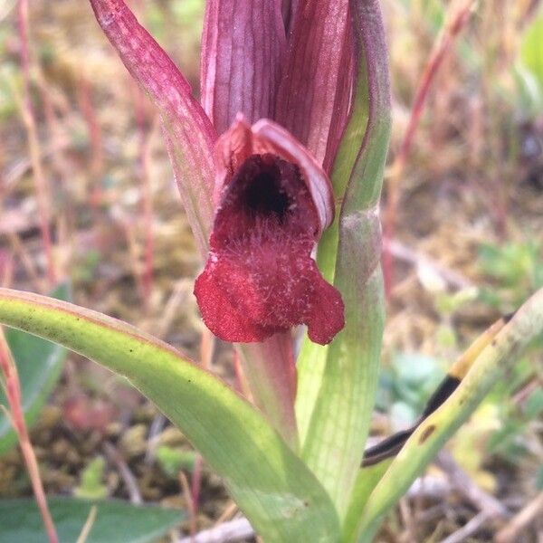 Serapias vomeracea Blüte