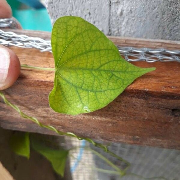 Ipomoea hederifolia Lapas