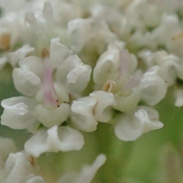 Seseli libanotis Flower