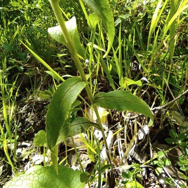 Campanula glomerata Bark