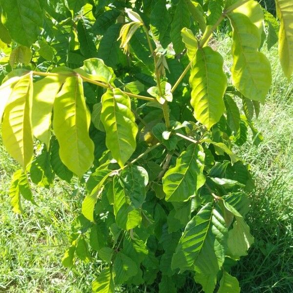 Markhamia lutea Leaf
