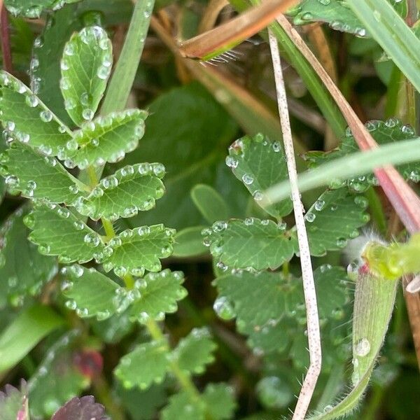 Sanguisorba minor Лист