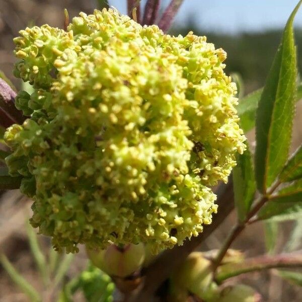 Sambucus racemosa फूल