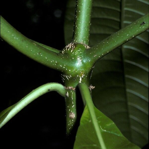 Alstonia macrophylla Rinde