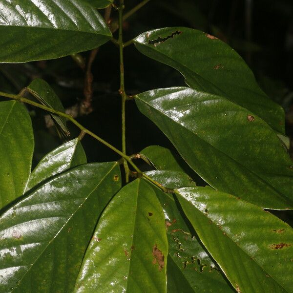 Machaerium floribundum Folha