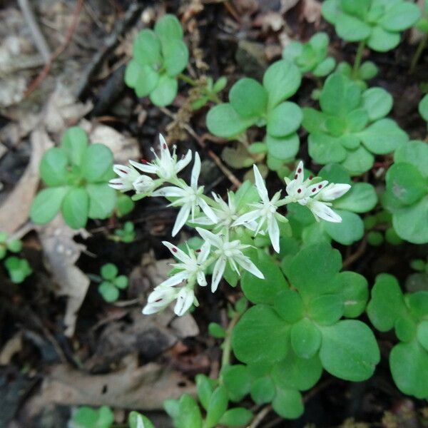 Sedum ternatum Flower