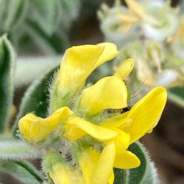 Medicago marina Квітка