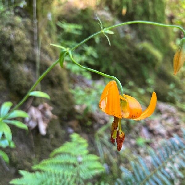 Lilium columbianum Kukka