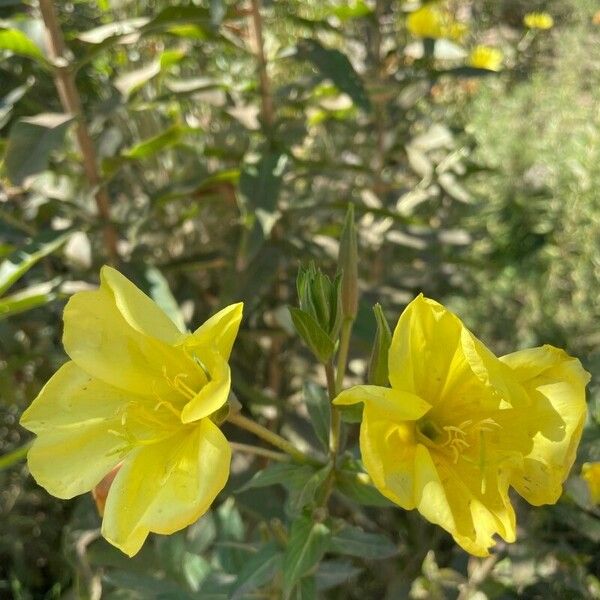 Oenothera affinis Flors