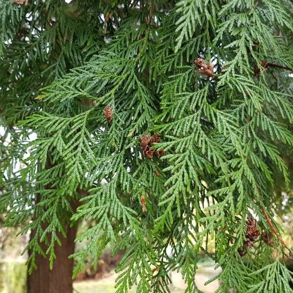 Thuja occidentalis 葉