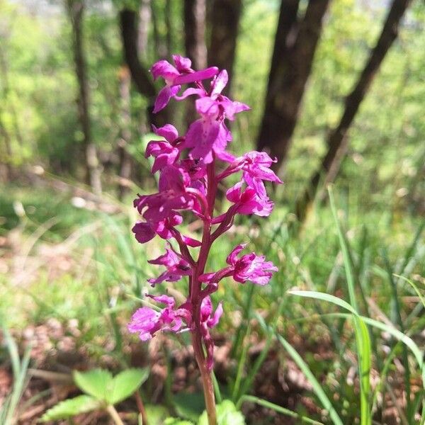 Orchis mascula फूल