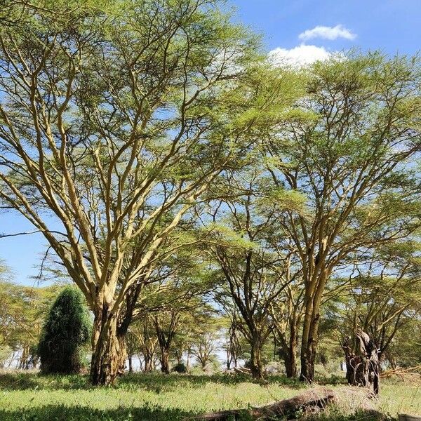 Vachellia xanthophloea बार्क (छाल)