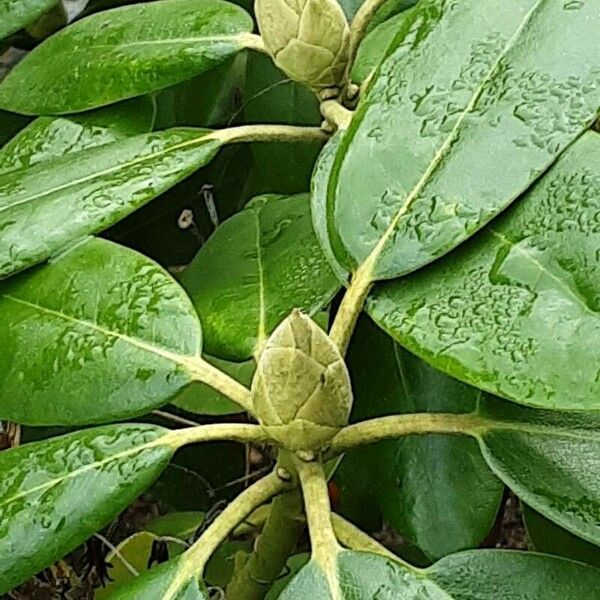 Rhododendron vernicosum Fiore