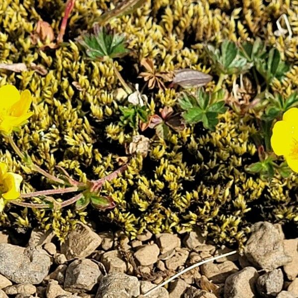 Potentilla crantzii Vivejo