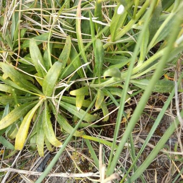 Erysimum × cheiri Hoja