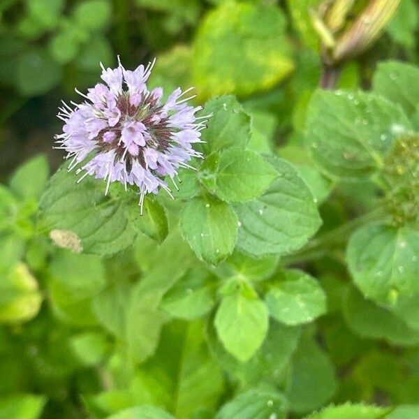 Mentha aquatica Foglia