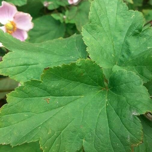 Eriocapitella tomentosa Folha