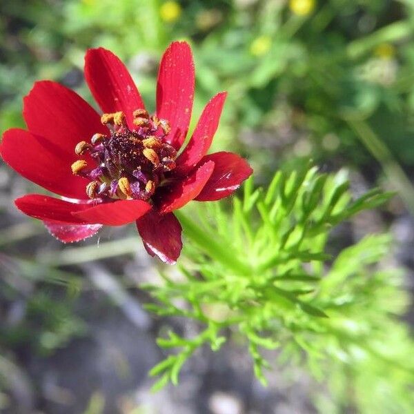 Adonis annua Flower