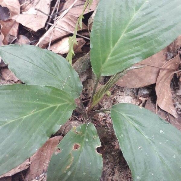 Tacca integrifolia Leaf