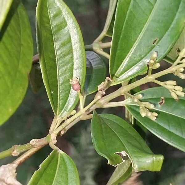 Miconia stenostachya Fruit