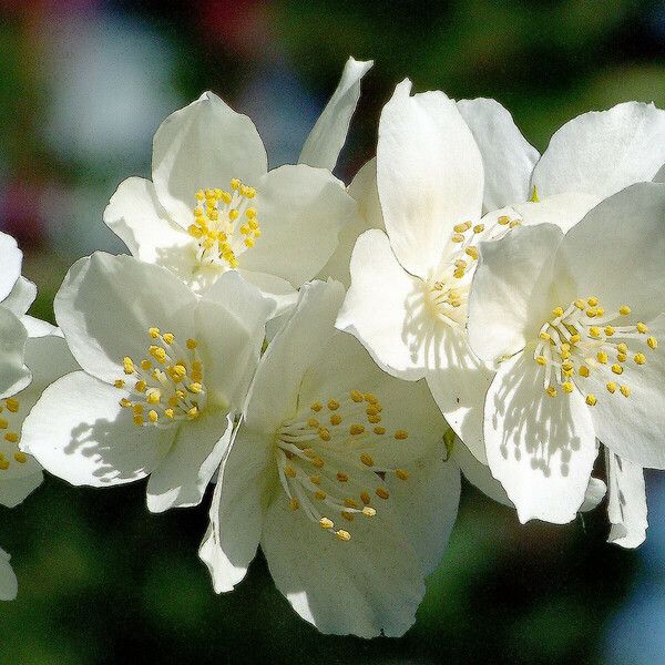 Philadelphus lewisii Blüte