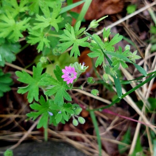 Geranium pusillum Flower