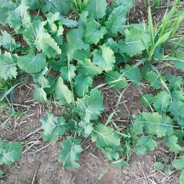 Brassica rapa Φύλλο