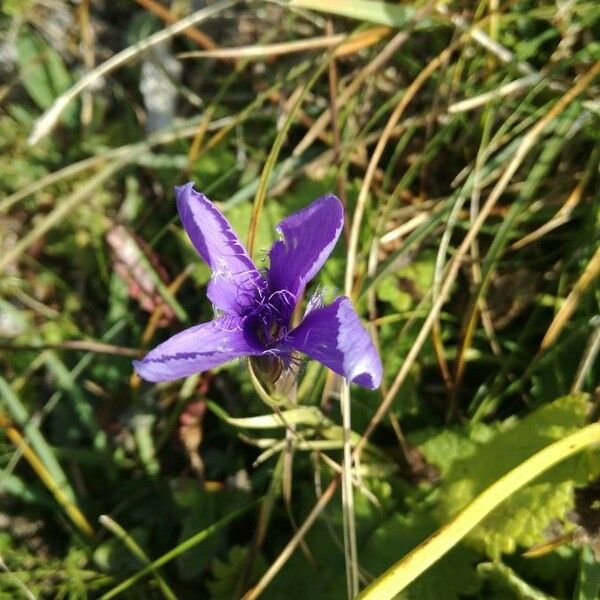 Gentianopsis ciliata ᱵᱟᱦᱟ