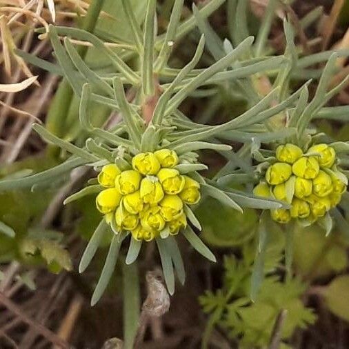 Euphorbia cyparissias Květ