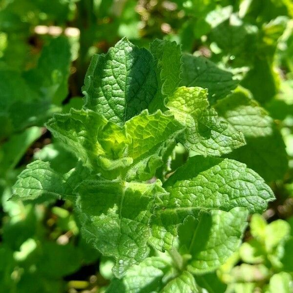 Mentha suaveolens Leaf