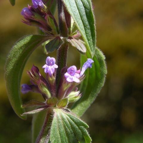 Dracocephalum thymiflorum Hábitos