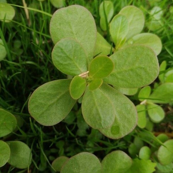 Portulaca oleracea Fuelha