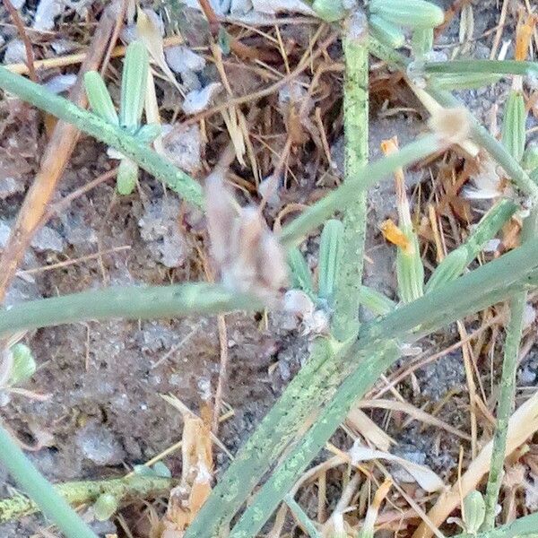 Chondrilla juncea Blomst