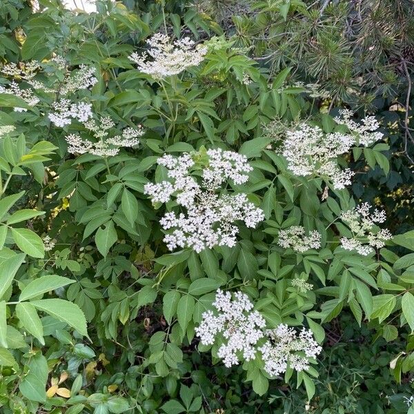 Sambucus canadensis 花