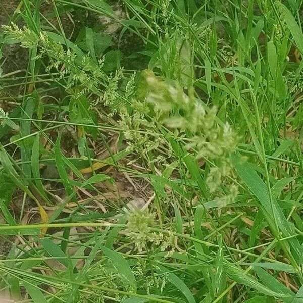 Polypogon viridis Blüte