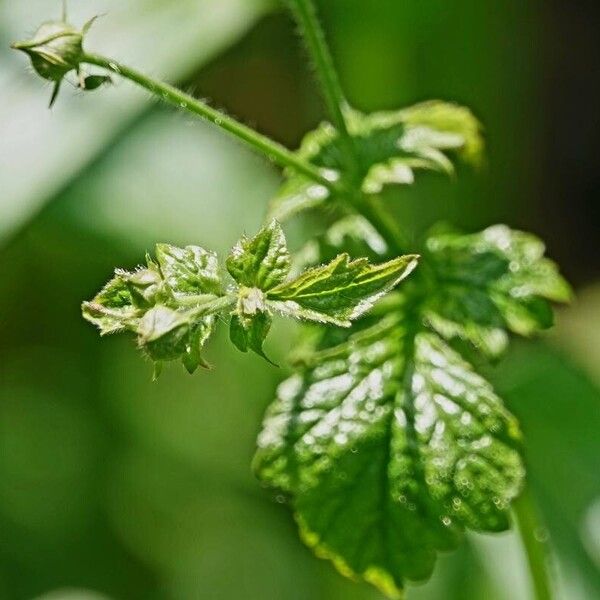 Geum urbanum Natur