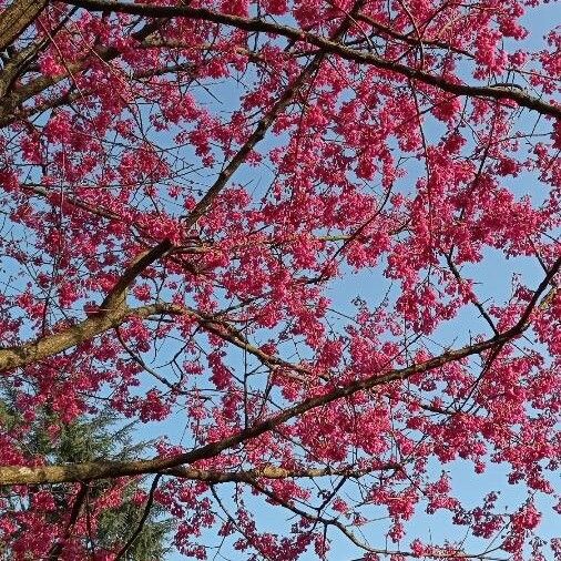 Prunus campanulata (Formosan cherry)
