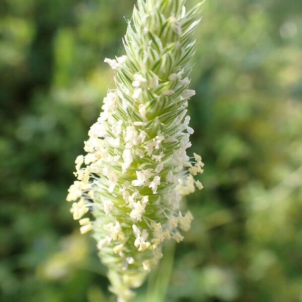 Phalaris minor Flower