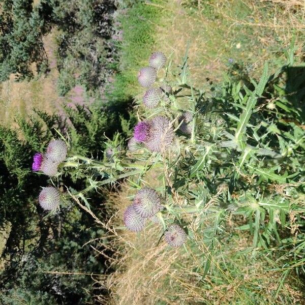 Cirsium morisianum Flower