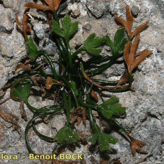 Asplenium seelosii Outro