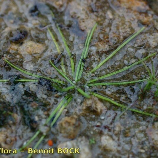 Isoetes longissima Habitatea