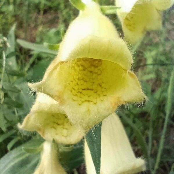 Digitalis grandiflora 花