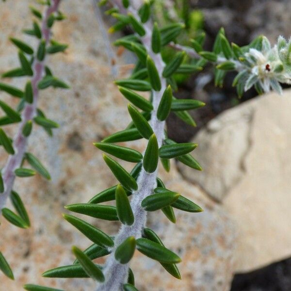 Phylica nitida برگ