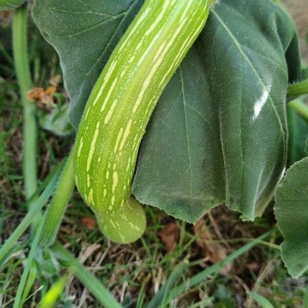 Cucurbita moschata Plod