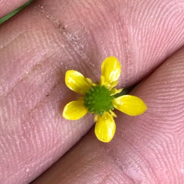 Ranunculus ophioglossifolius Fleur