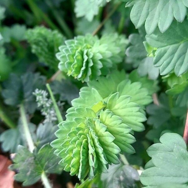 Sanguisorba minor Leaf