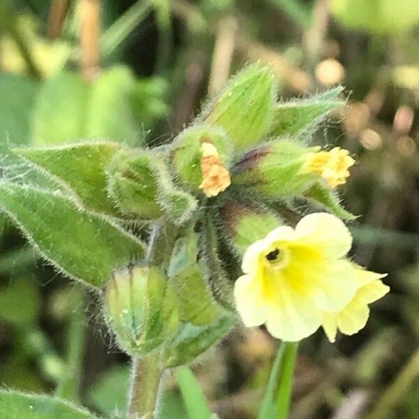 Nonea lutea Flower